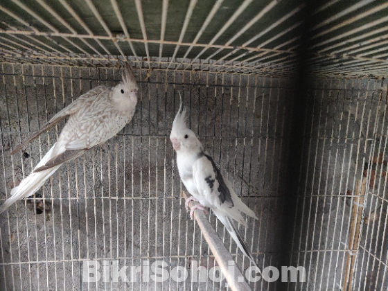 Cockatiel Pair